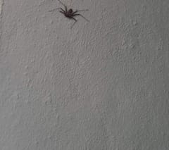 Araña cazadora gigante (Heteropoda)