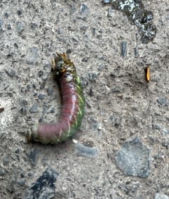 Polilla Esfinge