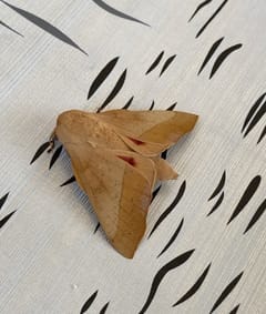 Polilla esfinge (común)