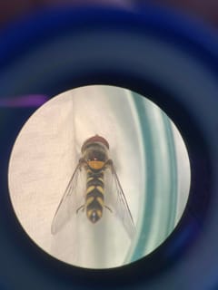 Mosca de las flores