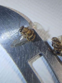 Mosca de las flores
