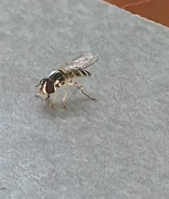 Mosca de Café o Mosca de Pícaro