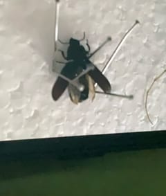Mosca de los ciervos