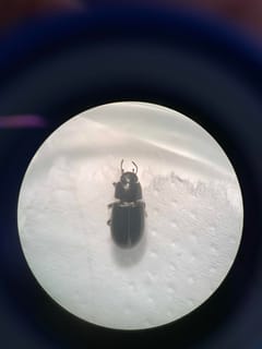 Escarabajo oscuro
