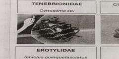 Escarabajo oscuro de Cyrtosoma