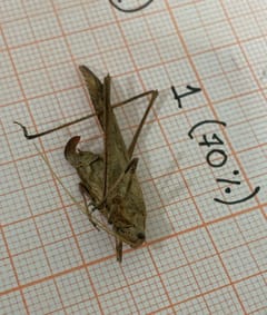Saltamontes de hojas largas