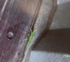 Tettigonia viridissima (Saltamontes verde)