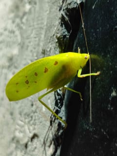 Cucaracha de sonido (Copríora)