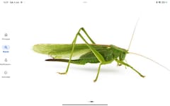 Gorrión Parásito (Tettigonia)