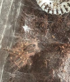 Tarántula