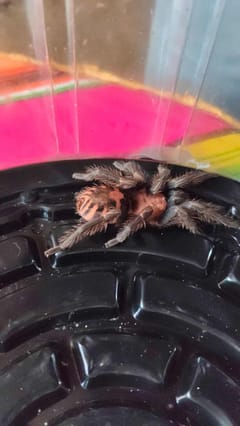 Tarántula rodillas rojas