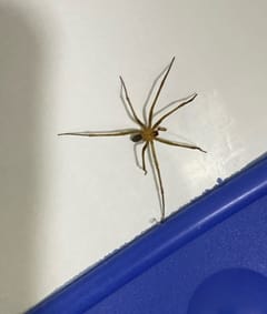 Araña Mellotea Redondita