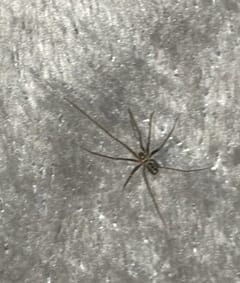 Araña del rincón (araña del recluso)