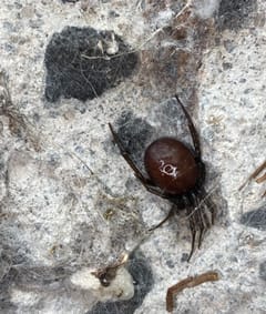 Araña Falsa Viuda