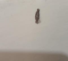 Polilla de la ropa