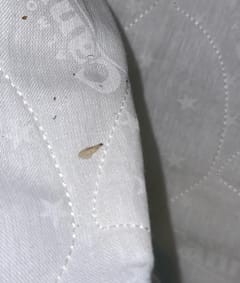 Polilla de la ropa