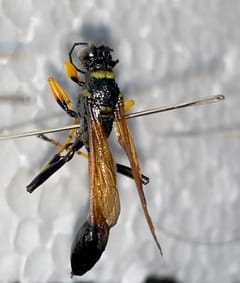 Avispa Mordedora