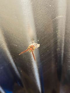 Avispa papelera