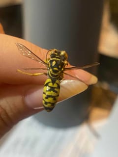 Avispa común