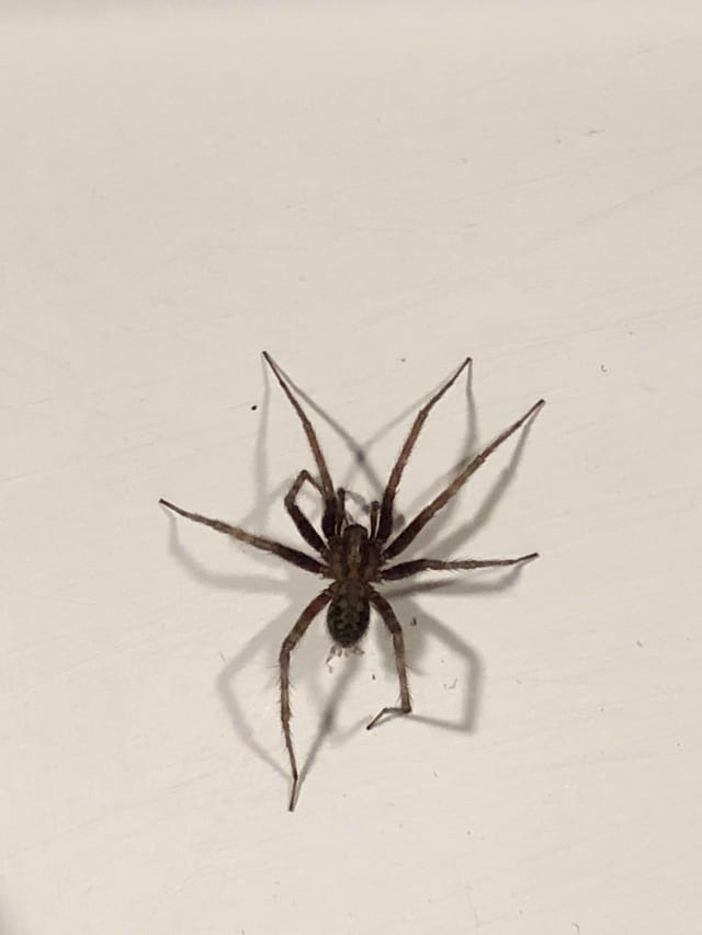 Araña doméstica común
