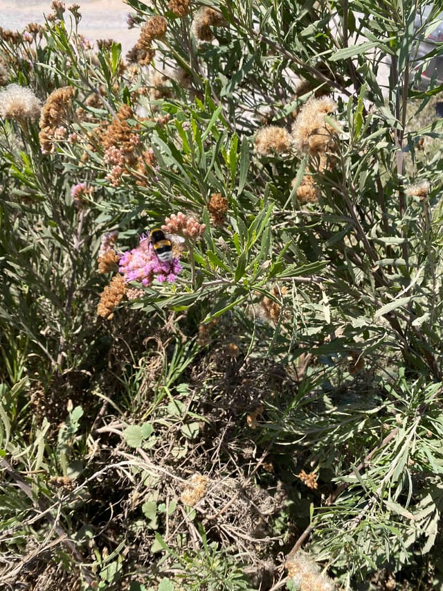 abeja de abejorro de Dahlbom