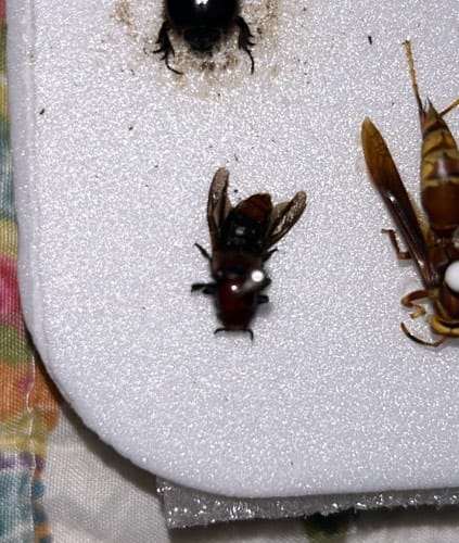 Abeja de orquídea