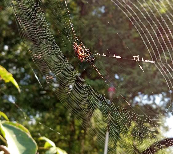 Araña cruzada