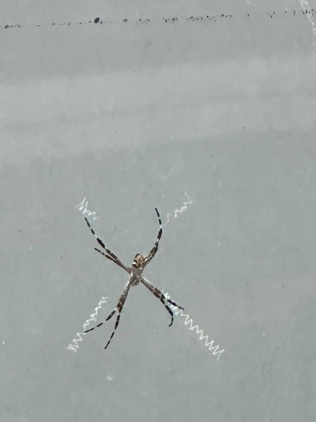 Araña argiope plateada