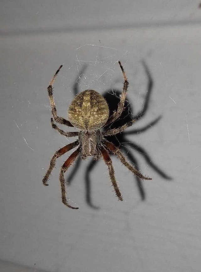 araña tejedora de jardín (Neoscona)