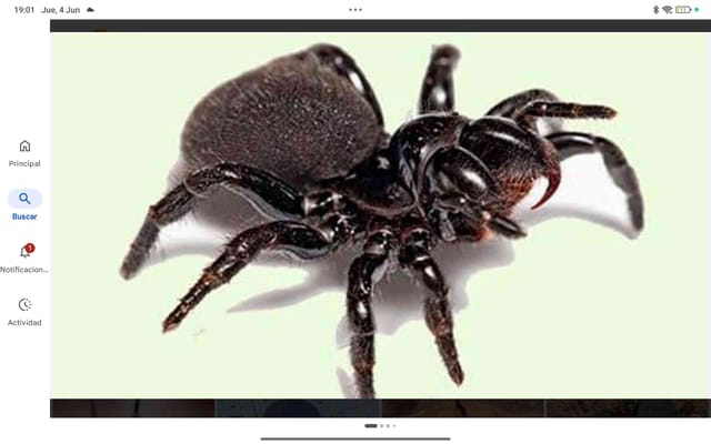 Viuda de la araña de cepo