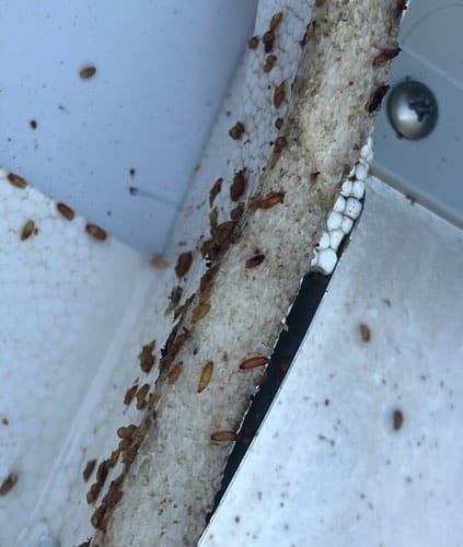 Cucaracha alemana