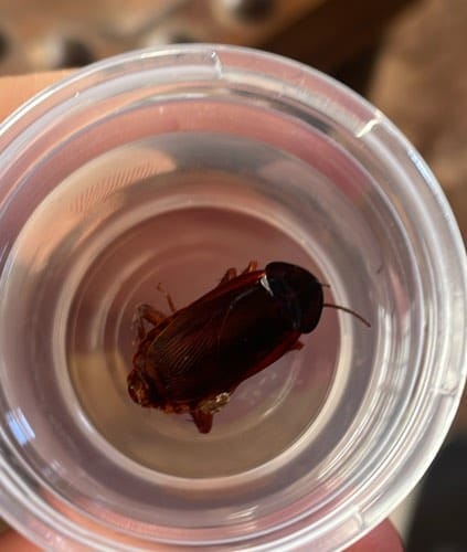 Cucaracha oriental