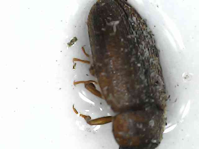 Escarabajo de madera, especie Sinoxylon sudanicum
