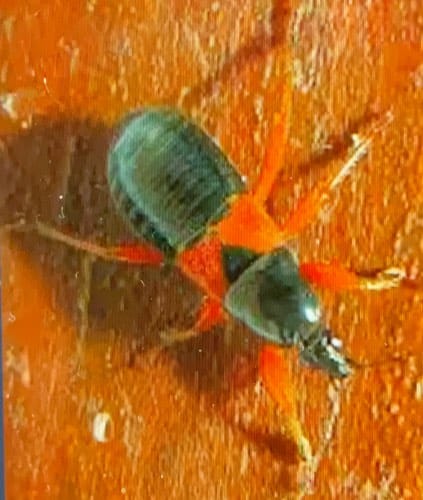 Picudo del nopal