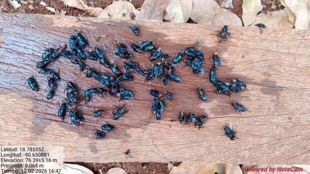 Mosca verde de la carne