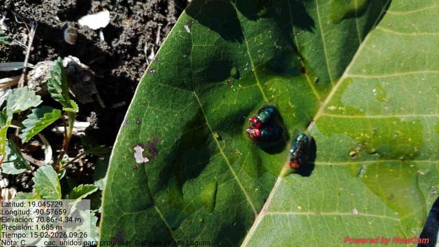 Lucilia sericata (Bostezón dorado o Lucilia)