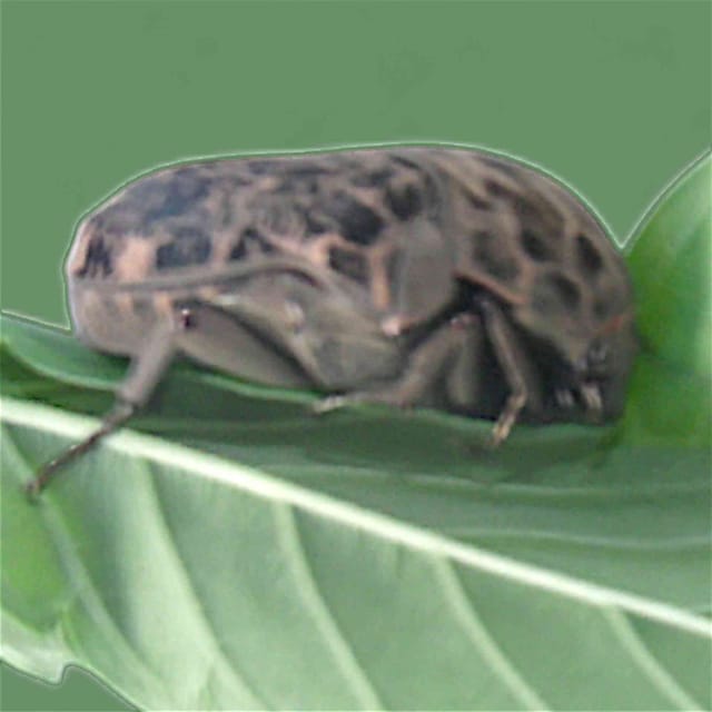Cigarra