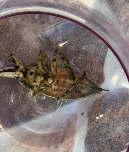 Mosca de encaje
