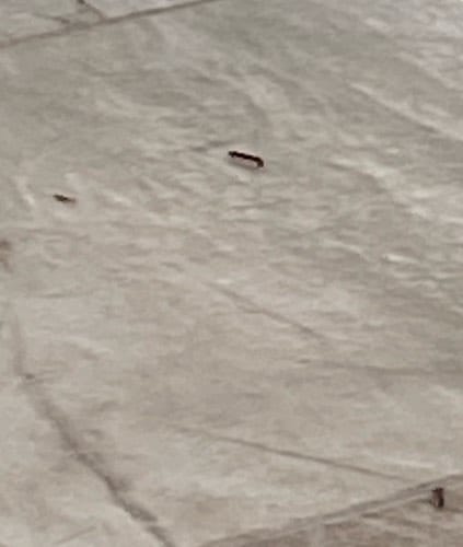 Polilla Carpintera