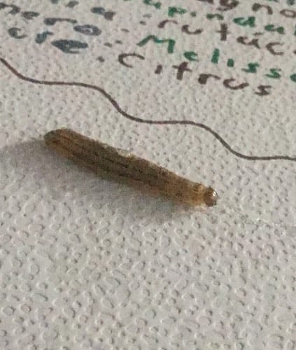 Polilla Spilomela Citrinellus