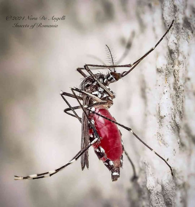 Mosquito de la fiebre amarilla