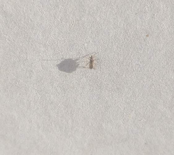 Mosquito común