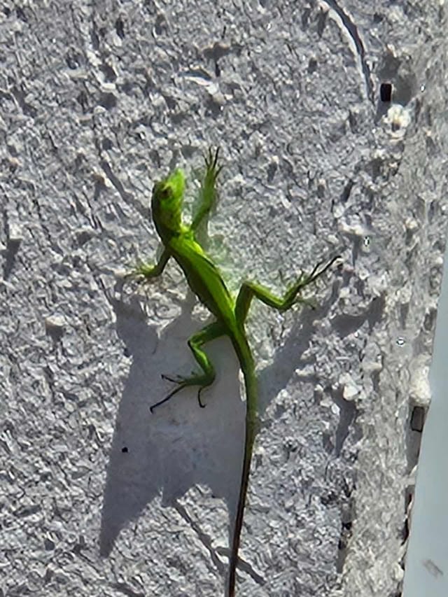Anolis verde