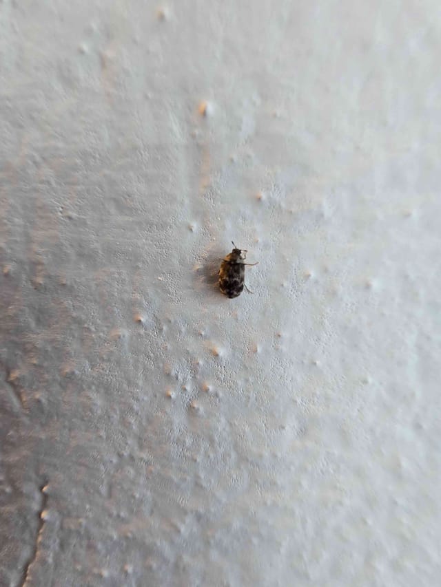 Escarabajo de alfombra negra