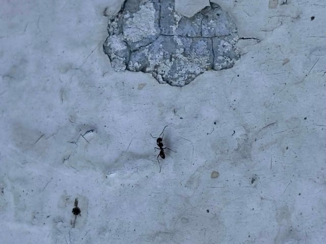 Hormiga de la madera negra (Camponotus pennsylvanicus)