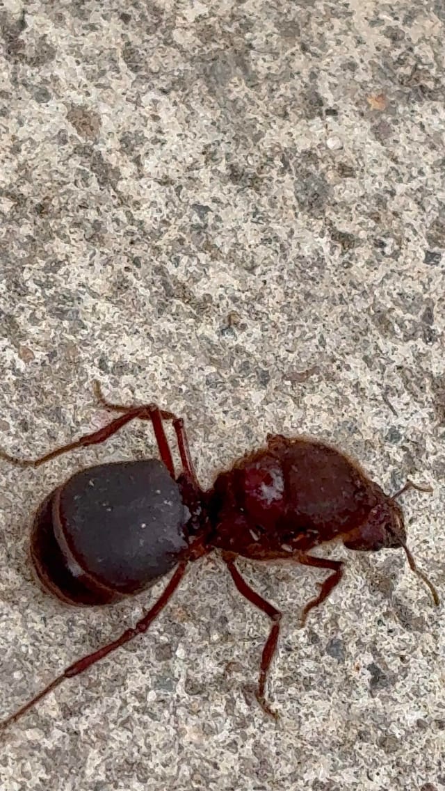 Hormiga roja grande