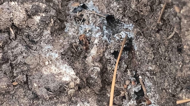 Hormiga de fuego