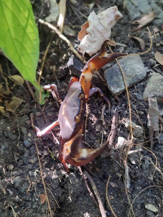 Cangrejo de tierra cuadrado