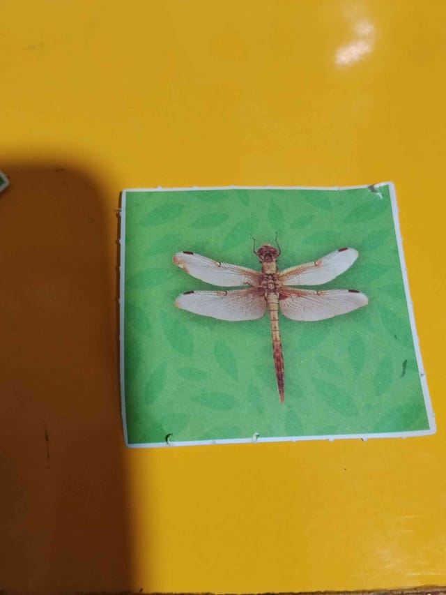 Libélula de colores oscuros