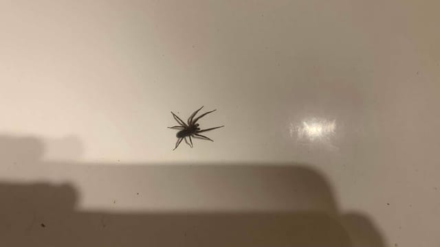 Araña lobo